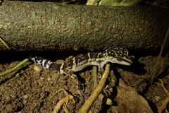 Goniurosaurus yamashinae
