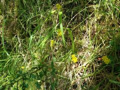Petrosedum forsterianum