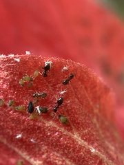 Formicinae