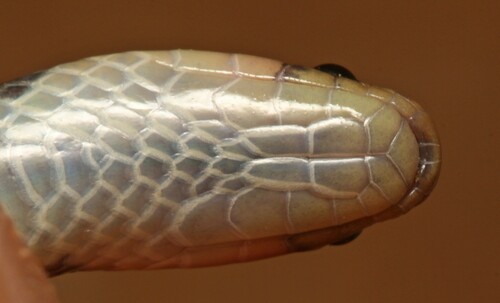 Reticulated Centipede-Eater