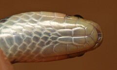 Aparallactus lunulatus