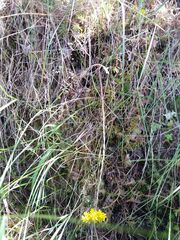 Petrosedum forsterianum