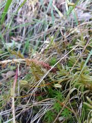 Petrosedum forsterianum