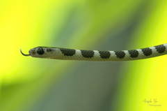 Lycodon subannulatus