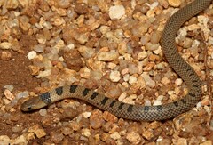 Aparallactus lunulatus