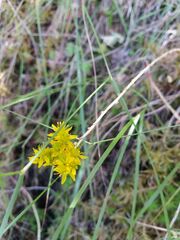 Petrosedum forsterianum