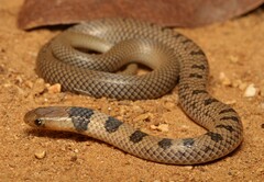 Aparallactus lunulatus