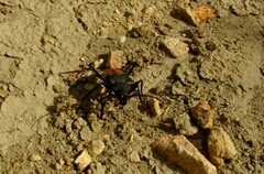 Apterocaulus heterogama