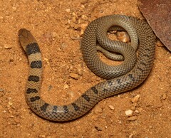 Aparallactus lunulatus