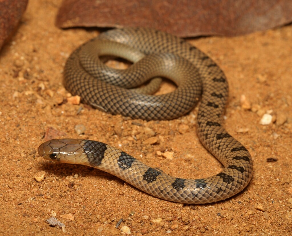 Reticulated Centipede-eater