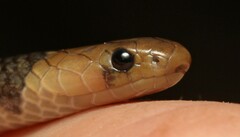 Aparallactus lunulatus