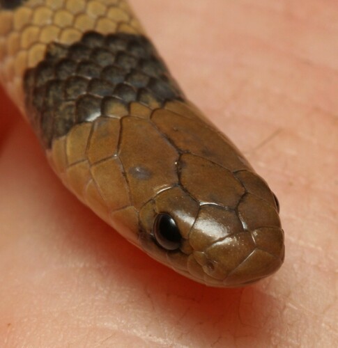 Reticulated Centipede-Eater