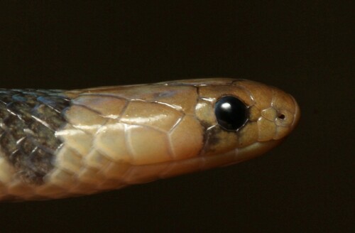 Reticulated Centipede-Eater