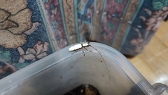 Olenecamptus cretaceus