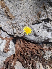 Taraxacum hybernum