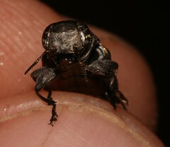 Chrysobothris dorsata