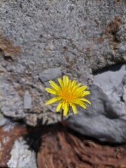 Taraxacum hybernum