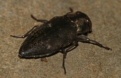 Chrysobothris dorsata