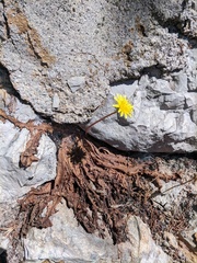 Taraxacum hybernum