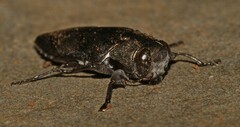 Chrysobothris dorsata