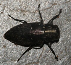 Chrysobothris dorsata