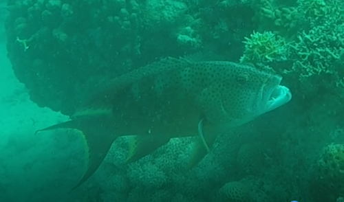 Yellow-edged Lyretail — seen at this dive site