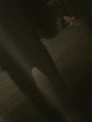 Parapoynx badiusalis