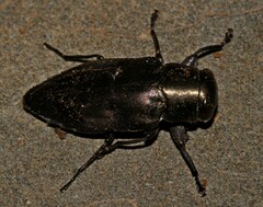 Chrysobothris dorsata