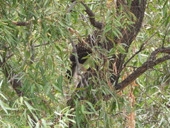 Geranoaetus albicaudatus
