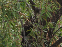 Geranoaetus albicaudatus