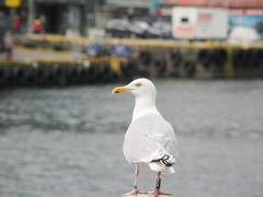 Larus argentatus