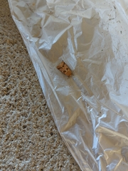 Agrotis exclamationis