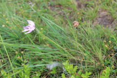Scorzonera rosea