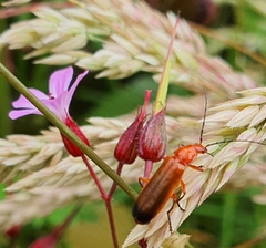 Rhagonycha fulva