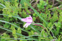 Scorzonera rosea