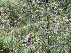 Cirsium ferum