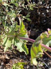 Penstemon pseudospectabilis