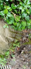 Pteris setulosocostulata