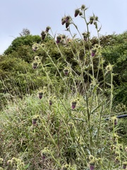 Cirsium ferum