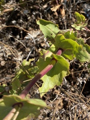 Penstemon pseudospectabilis