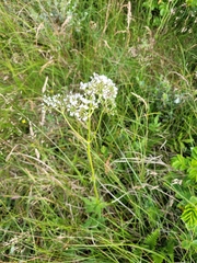 Valeriana officinalis sambucifolia