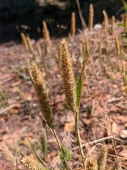 Phleum phleoides