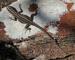 Platysaurus intermedius intermedius