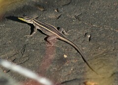 Platysaurus intermedius intermedius