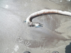 Echiophis brunneus