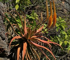 Aloe spicata