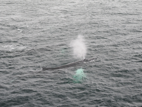 North Atlantic Humpback Whale