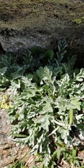 Jacobaea insubrica