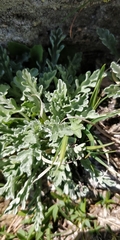 Jacobaea insubrica