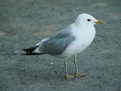 Larus canus